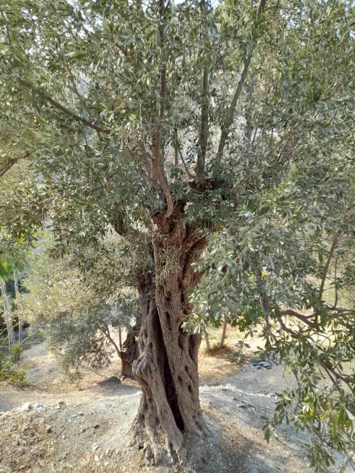 Δωμάτια Κόκκινος Πύργος Plomari Dış mekan fotoğraf